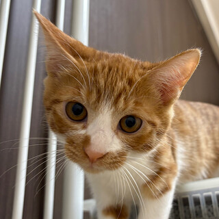 11/24高田馬場★ジレくん★よりそう丸顔くん