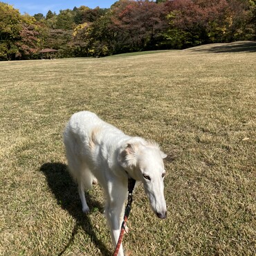 今日の野川公園