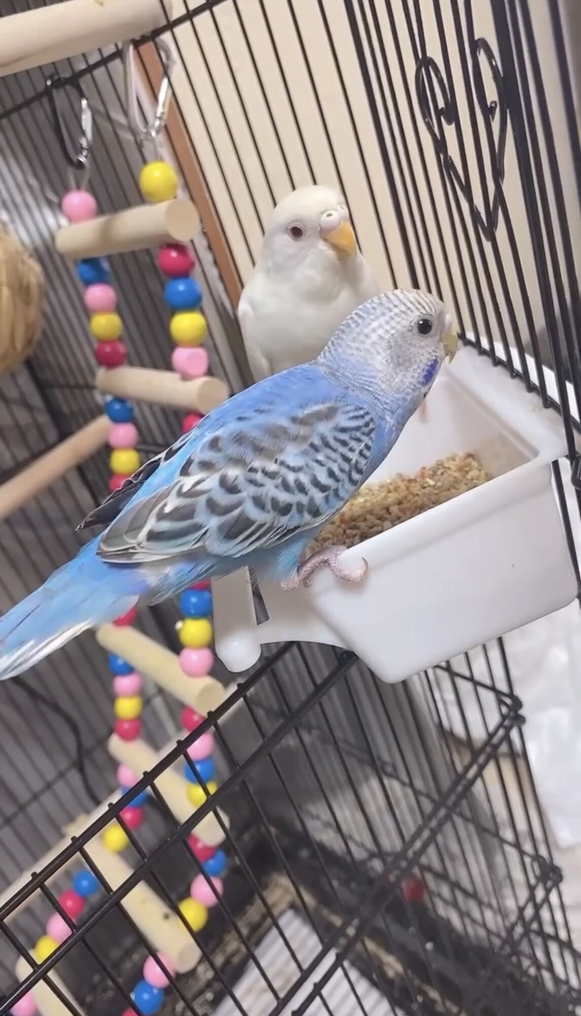 インコ2羽まとめて飼育し」千葉県 - 鳥の里親募集(530567