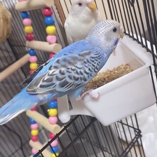 インコ2羽まとめて飼育してくれる方限定