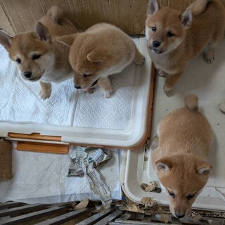 赤柴4匹中残り2匹です。