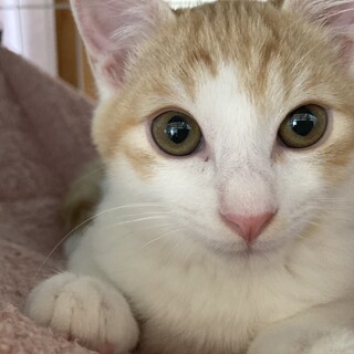 茶白の子猫オス里親募集します。
