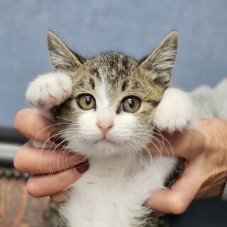 モモくんは元気で人懐っこい男の子