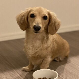 カニンヘンダックスの女の子・里親募集中