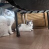 子猫の里親募集　 サムネイル3
