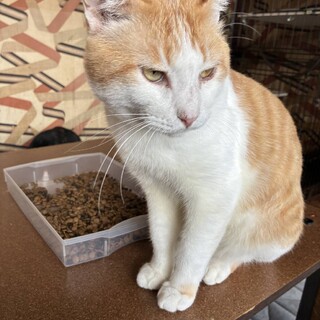 1匹飼いに。スリゴロ 甘えん坊 大柄茶白君3歳半