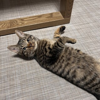 キジ柄、カギ尻尾の男の子