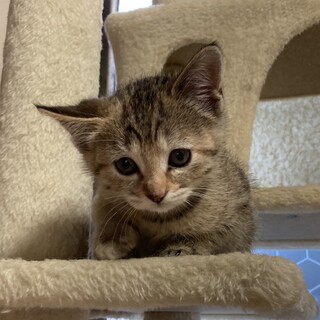 生後2ヶ月のメスです。