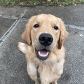 急募です！ゴールデンレトリーバー男の子