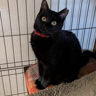 黒猫抱っこ大好き6ヶ月