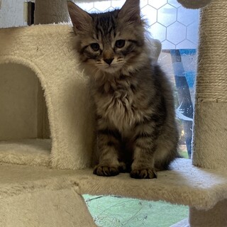 生後2ヶ月半くらいのオスです