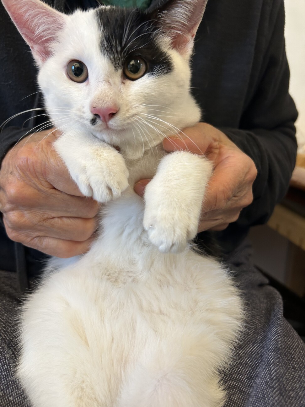 推定3ヶ月半白ブチ仔猫ちゃんオス サムネイル2