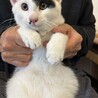 推定3ヶ月半白ブチ仔猫ちゃんオス サムネイル2