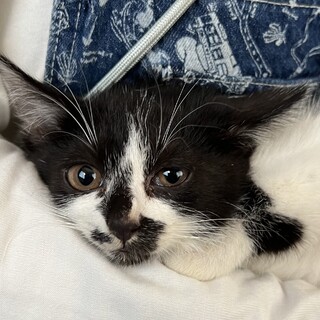 [なな]かわいい567兄弟子猫メス