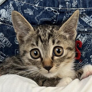 [ろく]かわいい567兄弟子猫オス