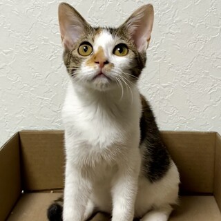 天真爛漫ミケじょのデイジー☆