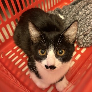 ちょっぴりシャイなちょびひげボーイ☆ロンくん