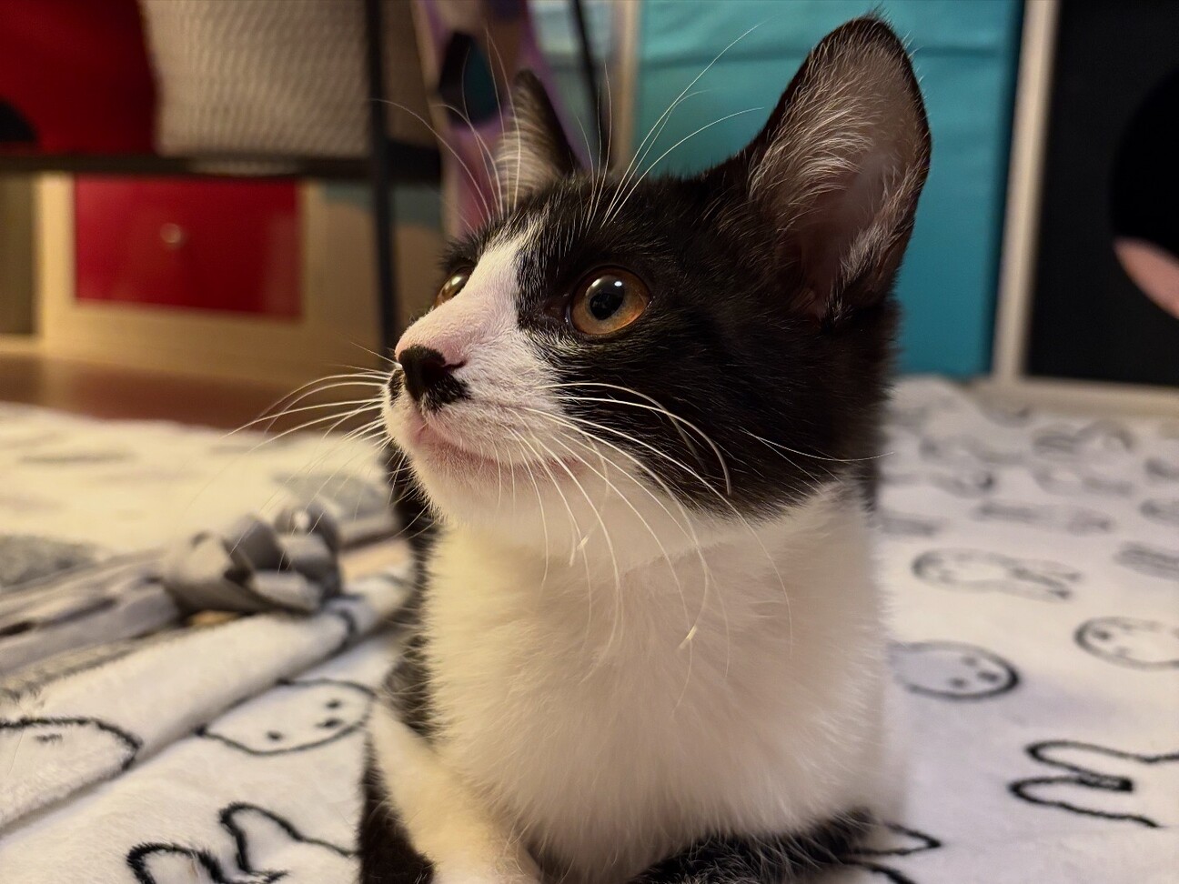 ちょっぴりシャイなちょびひげボーイ☆ロンくん サムネイル4