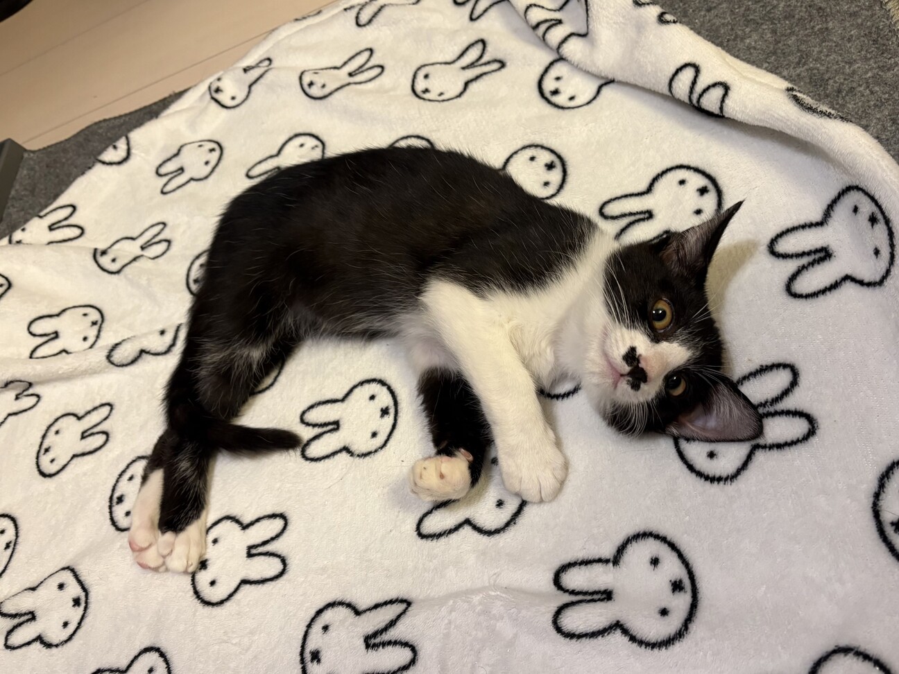 ちょっぴりシャイなちょびひげボーイ☆ロンくん サムネイル5