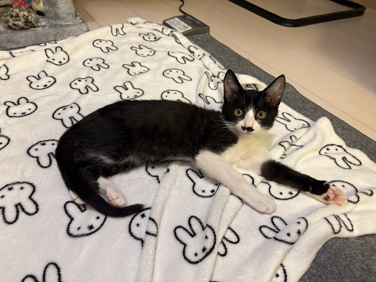 ちょっぴりシャイなちょびひげボーイ☆ロンくん サムネイル6