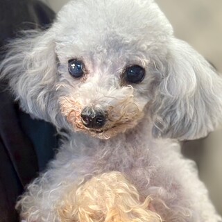 25-M253　ティーカッププードル