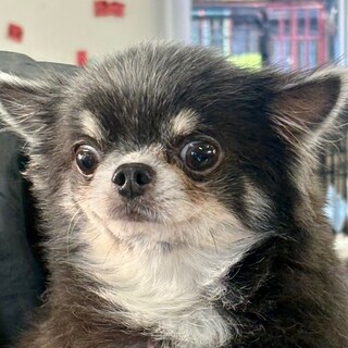 ♡断捨離チワワ♡様用 アザレ オーデコロン PreciousRoseおまとめ購入 装飾 ステンドグラス チワワ 窓飾り メモリアル インテリア サン