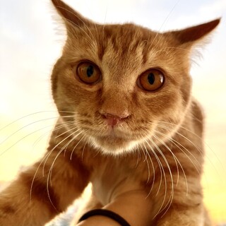 茶トラ推定６ヶ月