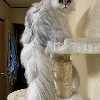 至急2匹飼育可能な方