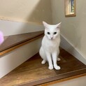 静かに甘える白い天使、「出雲」くん