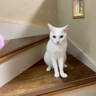 静かに甘える白い天使、「出雲」くん