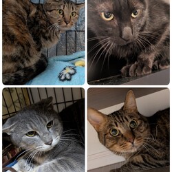 4匹の医療について