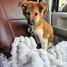 雑種の女の子　おいりちゃん サムネイル4