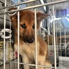 雑種の女の子　おいりちゃん サムネイル5