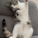 一旦応募〆ます。1歳3ヵ月の三毛猫メス 縞三毛