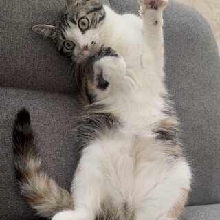 一旦応募〆ます。1歳3ヵ月の三毛猫メス 縞三毛