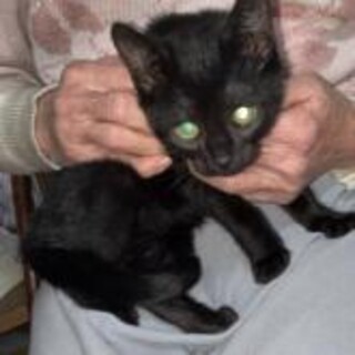 甘えん坊黒猫キジトラ兄弟二カ月ペア