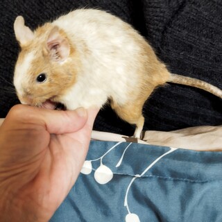 デグー里親募集