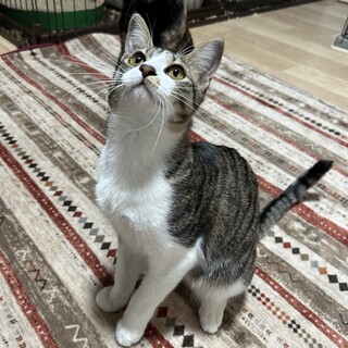 お目々くりくりな女の子　6ヶ月半　いくらちゃん