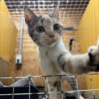 【緊急募集】2.3歳くらいスコティッシュの女の子♀