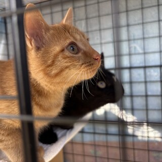 弟思いでやさしい茶トラの女の子！