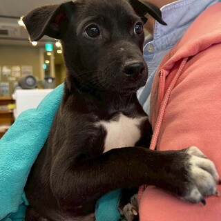 雑種の男の子　こうくん