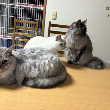 3匹は仲良し