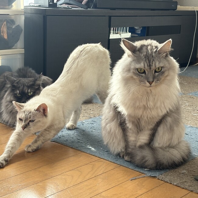 SugaMaiのカバー写真