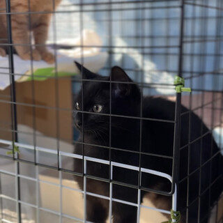 やんちゃで元気な真っ黒な男の子！