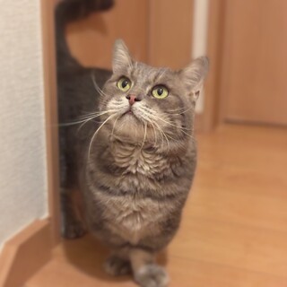 甘えん坊のマンチカン短足の男の子