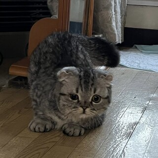 スコティッシュフォールドのねこ君　ハンデあり