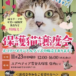 保護猫譲渡会@ユアペティア雪谷大塚店