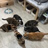 NPO法人動物愛護団体NYANS田川シェルター