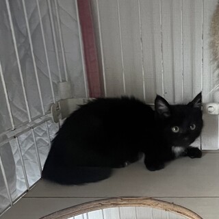 胸とお腹が白いふわふわな女の子