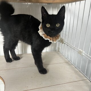 艶々で凛々しい男の子